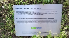 "14:03   いのちのあかし イチョウ "